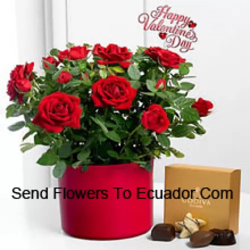25 roses rouges avec des fougères dans un grand vase et une boîte de chocolats Godiva (Nous nous réservons le droit de substituer les chocolats Godiva par des chocolats de valeur égale en cas de non disponibilité des mêmes. Stock limité)